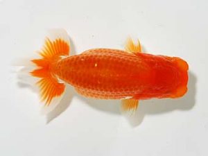 横浜観魚会　研究会　1位　齋藤一成