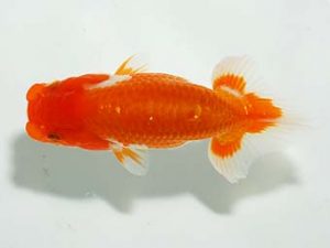 横浜観魚会　研究会　10位　野嶋隆一