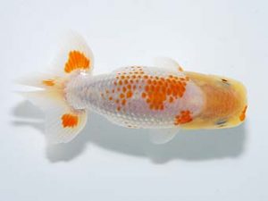 横浜観魚会　研究会　11位　作本守聡