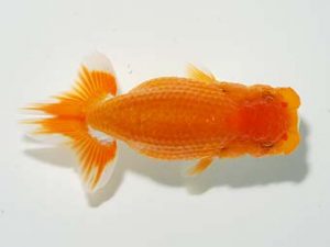 横浜観魚会　研究会　12位　加藤貞信