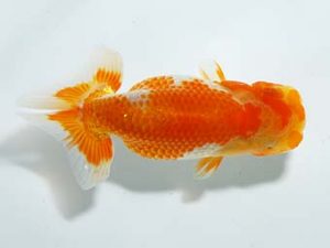 横浜観魚会　研究会　13位　森　寛登