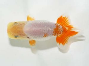 横浜観魚会　研究会　14位　大津善人