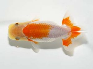 横浜観魚会　研究会　16位　丸山克昌