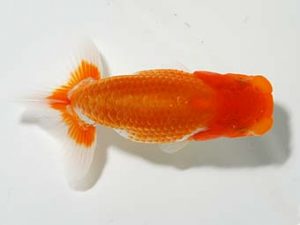 横浜観魚会　研究会　2位　丸山克昌