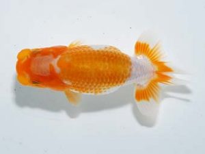 横浜観魚会　研究会　3位　秋元和男