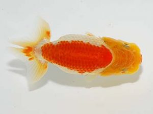 横浜観魚会　研究会　5位　村田祐則