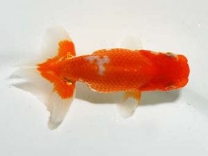 横浜観魚会　研究会　6位　井ノ口真誉