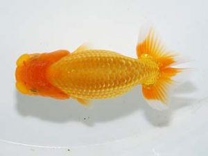 横浜観魚会　研究会　8位　秋元和男