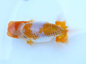 徳島愛錦会　西大関　浜口敬三