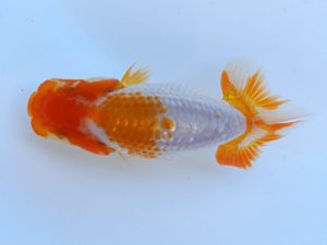 徳島愛錦会　立行司　寒川秀春