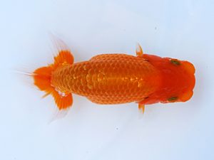 徳島愛錦会　東取締　田中　勉