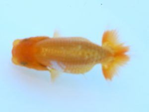 徳島愛錦会　東大関　川村和己