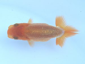 徳島愛錦会　西大関　川村和己