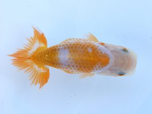 徳島愛錦会　西取締　佐藤俊夫