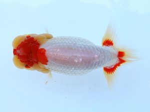 徳島愛錦会　東大関　黒田清治