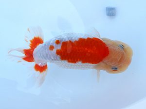 徳島愛錦会　西大関　小倉　弘