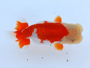 徳島愛錦会　立行司　小川清美