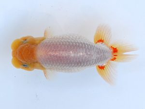 徳島愛錦会　東取締　田中　勉