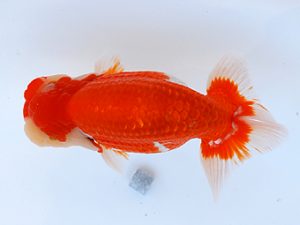 徳島愛錦会　西取締　小倉　弘