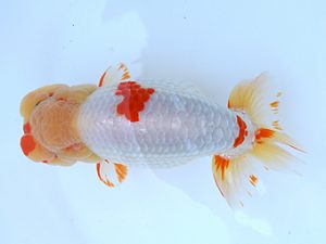 徳島愛錦会　東大関　田中　勉 