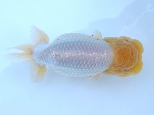 徳島愛錦会　西大関　田中　勉 