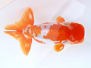 徳島愛錦会　立行司　細川隆憲