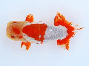 徳島愛錦会　東取締　細川隆憲