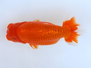 徳島愛錦会　西取締　山下康孝