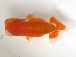 愛魚会　研究会　第一位　高山則夫