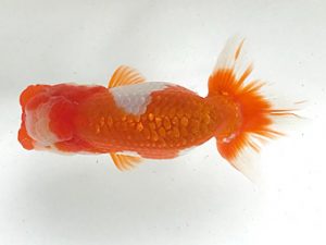 愛魚会　研究会　第十位　森川和男