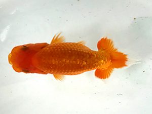 愛魚会　研究会　第二位　林　政信