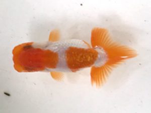 愛魚会　研究会　第三位　武田研二