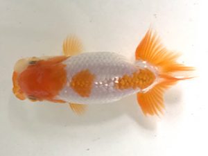 愛魚会　研究会　第四位　植木敏明