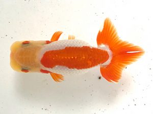 愛魚会　研究会　第六位　渡谷卓司