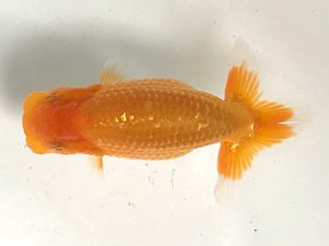 愛魚会　研究会　第七位　鈴木三郎