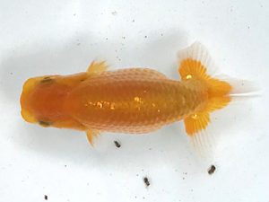 愛魚会　研究会　第八位　神谷光一