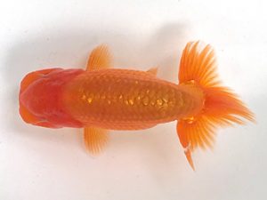 愛魚会　研究会　第九位　佐藤　稔