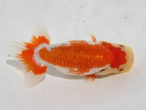 研究会　二位　田代儀行