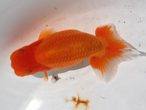 研究会　四位　田代儀行　