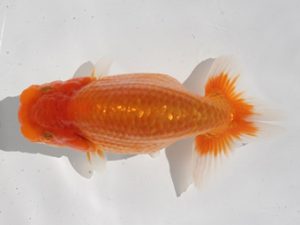 研究会　五位　櫻井　彰