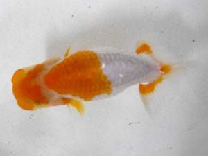 房総らんちう会　研究会　1位　横山拓生