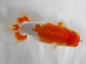 房総らんちう会　研究会　2位　古川裕昭