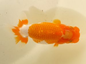 房総らんちう会　研究会　3位　秋元和男