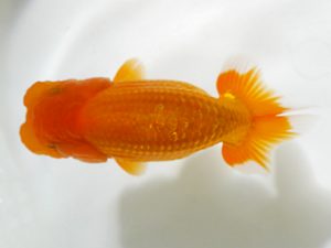 房総らんちう会　研究会　4位　船宝　務