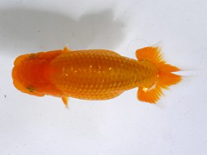 房総らんちう会　研究会　5位　作本守聡