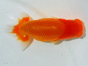 倉敷栄蘭会　東大関　児子敏雄　岡山