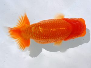 倉敷栄蘭会 東勧進元　田中茂規　玉野