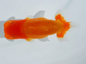 倉敷栄蘭会 行司一　岩崎正樹　高松