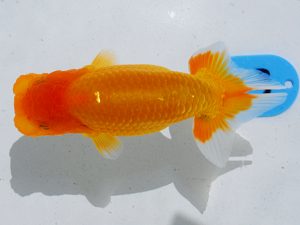 倉敷栄蘭会 行司二　田渕貴利　香川