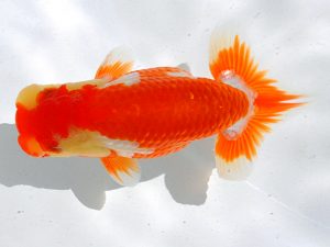 倉敷栄蘭会 行司三　三宅一共　浅口